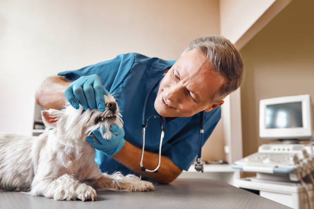  Meadville, PA Emergency Dentist Pros
